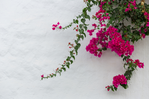 Pink,Bougainvilleas,On,White,Background,Isolated.,Horizontal.
