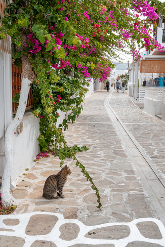 Antiparos,,Greece,,Cat,Sitting,On,Street