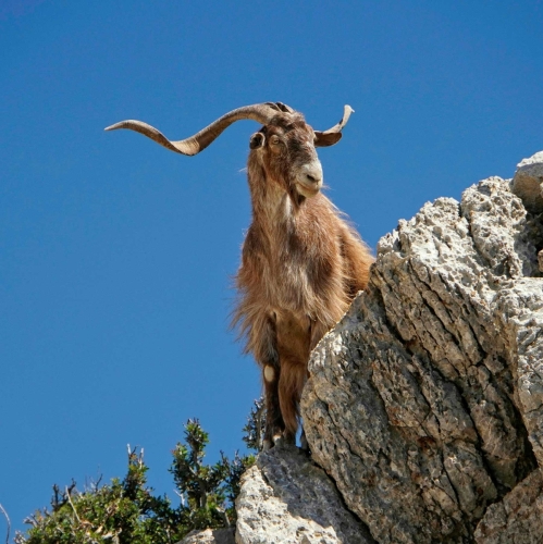 Crete