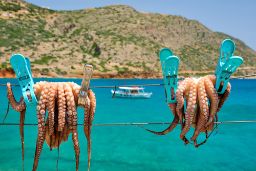 Fresh,Octopus,Drying,On,The,Rope,On,Sun,With,Turquoise