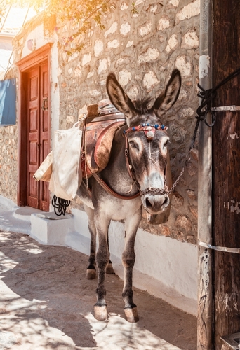 Donkey,At,Hydra,Island,,Greece.