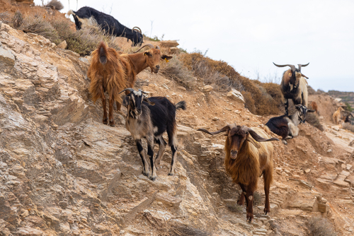 Goats,In,The,Pasture,Of,Pasture,In,Mountain,,Ios,Island,
