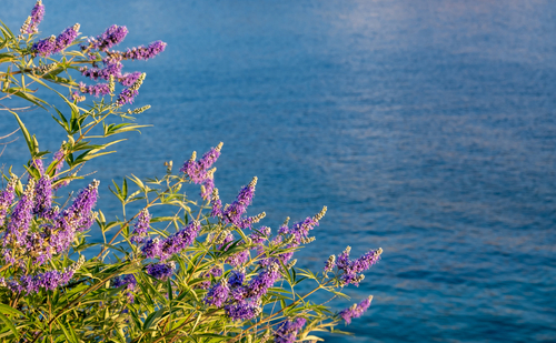 Purple,Wild,Lavender,Plant,,Over,Blur,Kea,,Tzia,Island,Sea