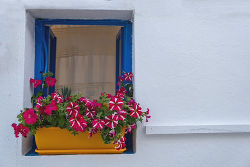 Cyclades,Greece.,Petunia,Flowers,In,A,Yellow,Pot,On,A