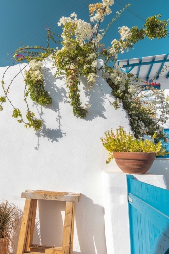 Flowers in Paros Greece