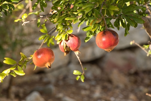 The,Ripe,Pomegranates,Hanging,On,A,Tree,Branch,With,Lush