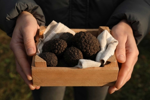 Truffle hunting in greece
